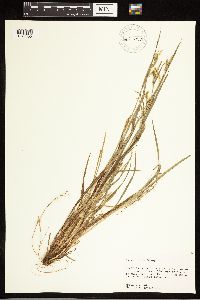 Carex blanda image