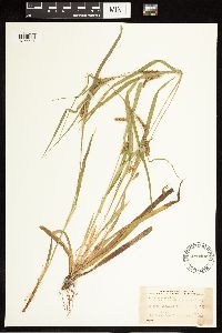 Carex blanda image