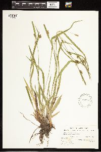Carex blanda image