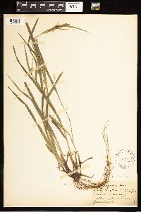 Carex blanda image