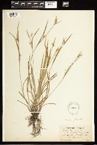 Carex blanda image