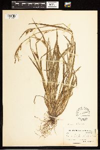 Carex blanda image