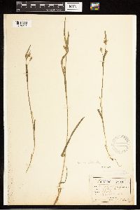 Carex blanda image