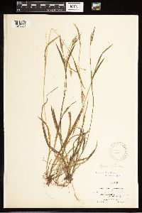 Carex blanda image