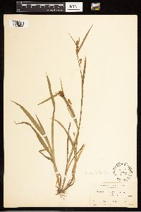 Carex blanda image