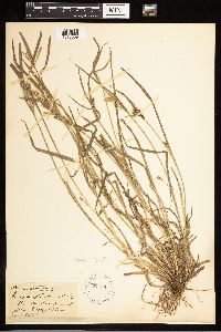 Carex blanda image