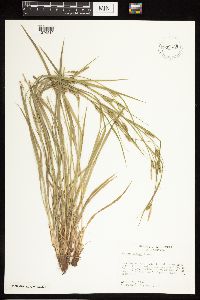 Carex blanda image