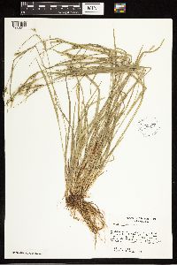 Carex blanda image