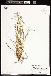 Carex blanda image