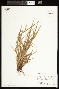 Carex blanda image