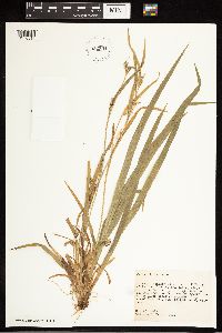Carex blanda image