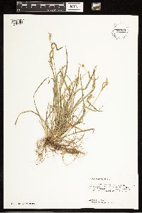 Carex blanda image