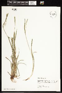 Carex blanda image