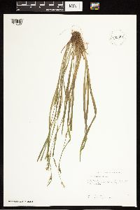 Carex blanda image