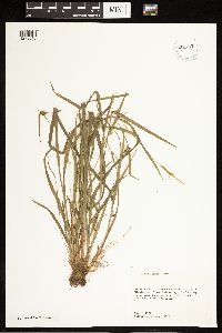 Carex blanda image