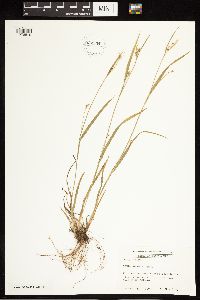 Carex blanda image