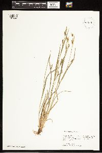 Carex blanda image