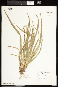 Carex blanda image