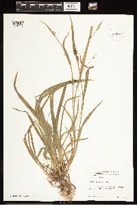 Carex blanda image