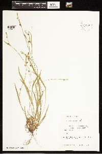 Carex blanda image