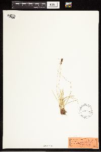 Image of Carex caryophyllea