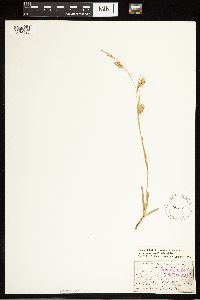 Image of Carex cherokeensis