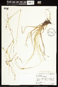 Carex cherokeensis image