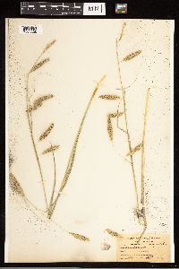 Carex cherokeensis image