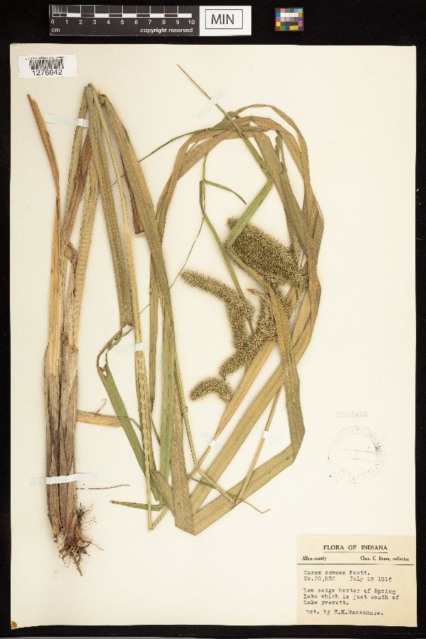 Carex comosa image