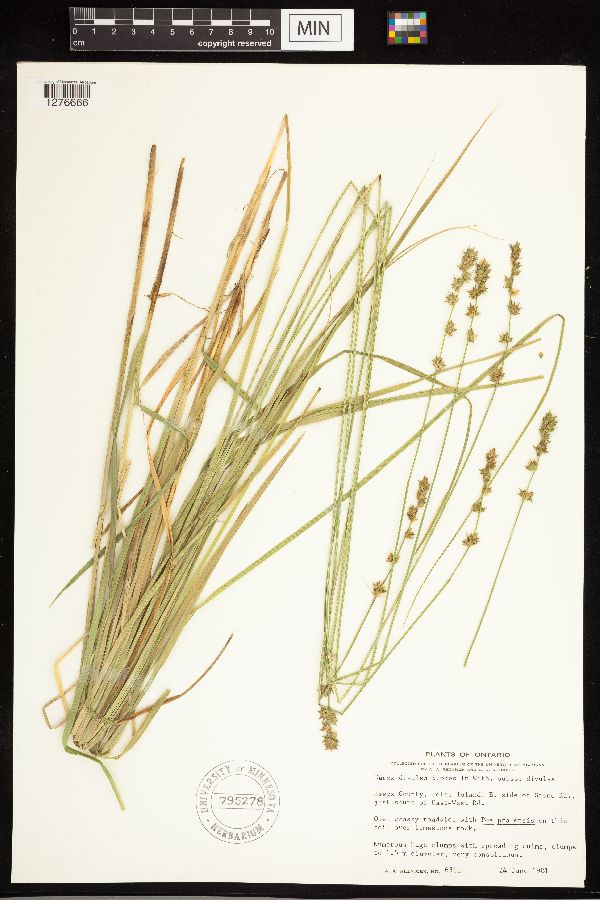 Carex divulsa image