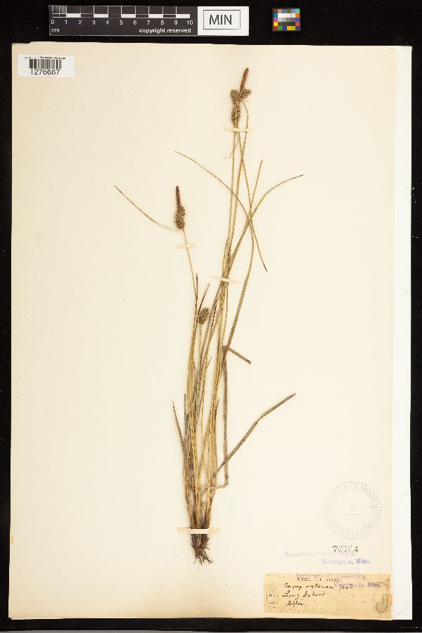 Carex extensa image