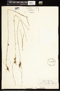 Carex extensa image