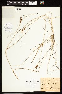Carex extensa image