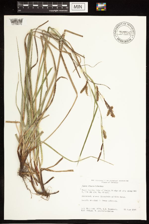 Carex flacca image