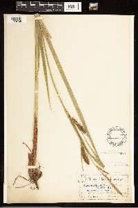 Carex lacustris image