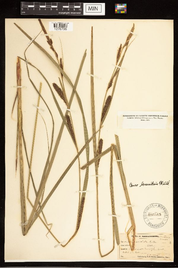 Carex lacustris image
