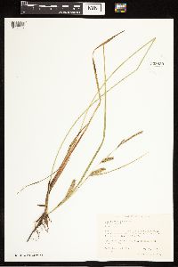 Carex lasiocarpa image