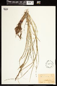 Carex lasiocarpa image