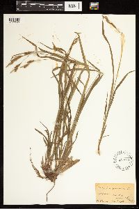Carex lasiocarpa image
