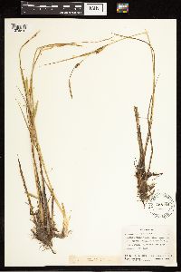 Carex lasiocarpa image