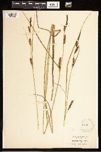 Carex lasiocarpa image