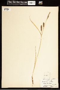 Carex lasiocarpa image