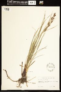 Carex lasiocarpa image
