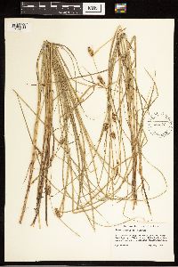 Carex lasiocarpa image