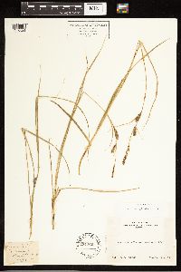 Carex lasiocarpa subsp. americana image