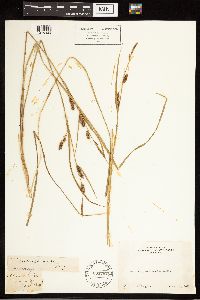 Carex lasiocarpa subsp. americana image