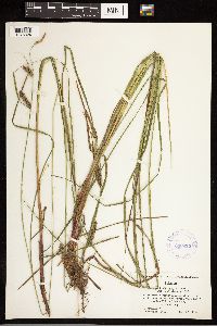 Carex lasiocarpa image