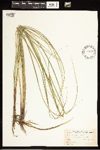 Carex lasiocarpa image