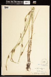 Carex lasiocarpa subsp. americana image