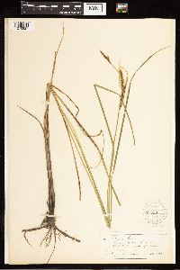 Carex lasiocarpa subsp. americana image